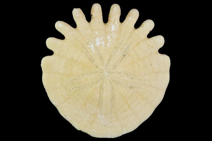 Fossil Sand Dollar (Heliophora) - Boujdour Province, Morocco #106788